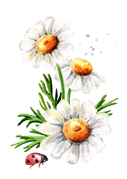 洋甘菊花，手绘垂直水彩插图孤立在白色背景图片下载