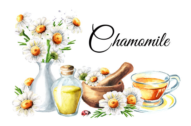 洋甘菊的名片。手绘水彩插图孤立的白色背景图片下载