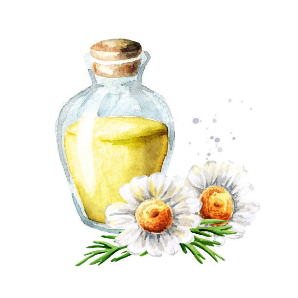 洋甘菊花和精油，手绘水彩插图孤立在白色背景图片下载