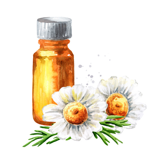 洋甘菊花和精油，手绘水彩插图孤立在白色背景图片下载