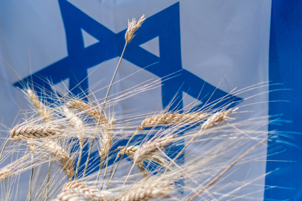 日落时分以色列国旗与干燥小麦特写——以色列独立日图片下载