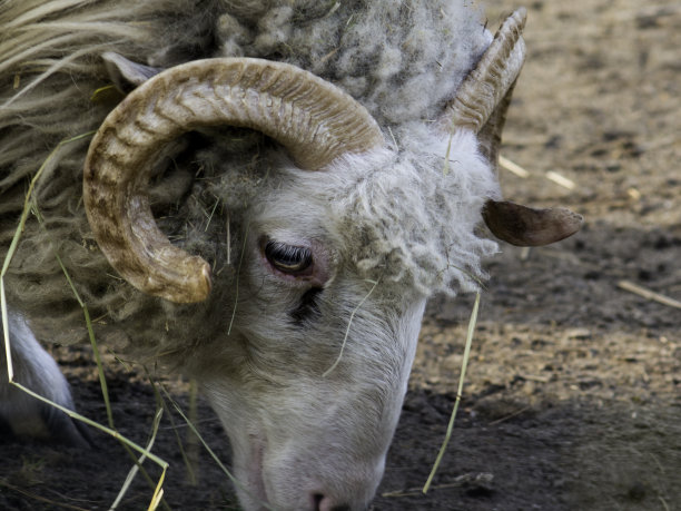 这是一只正在进食的羊的特写。绵羊和大鹿角。近距离的眼睛和波浪。这只动物是在南摩拉维亚的捷克布尔诺动物园饲养的图片下载