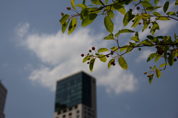 德国柏林，靠近摩天大楼Zoofenster的公园里的绿叶图片下载