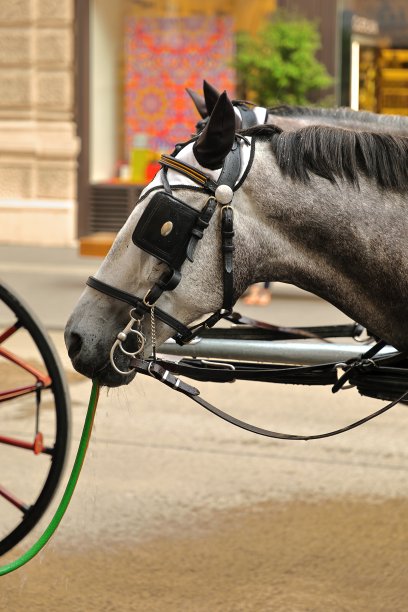 奥地利维也纳(Wien)，奥地利(Österreich)，一辆四轮马车(fiaker)上的马正在通过软管喝水。图片下载