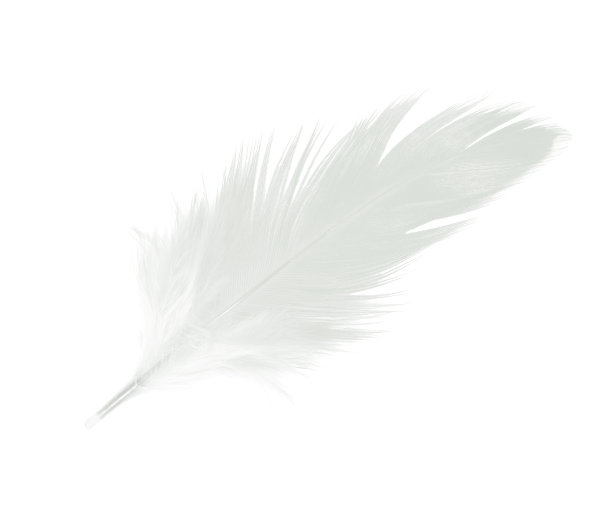 白色背景上的白色羽毛图片下载