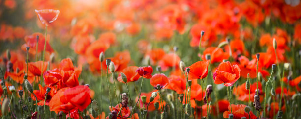 美丽的野外红色罂粟田在傍晚日落。图片下载