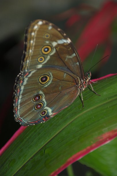 巨大的蓝色大闪蝶腹部视图图片下载