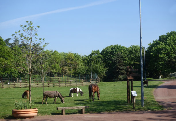 在冠状病毒(Covid -19)巴黎地区的禁闭期间，动物在公园里自由漫步图片下载