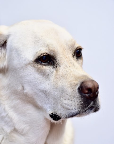 拉布拉多寻回犬图片下载