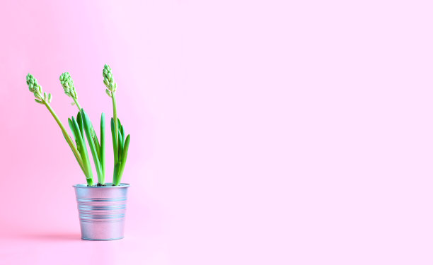 鲜花风信子在一个金属壶在粉红色的背景。风信子花在一个金属壶在粉红色的背景。文字空间，创意布局图片下载