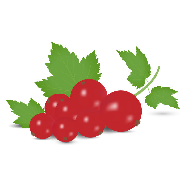 矢量插图的小枝红醋栗与绿色的叶子。真实的性能图片下载