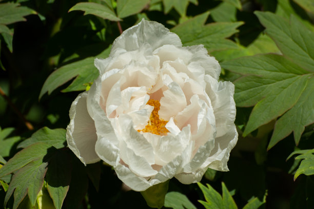 大的白色花的日本或牡丹，牡丹或Strauch Pfingstrose图片下载