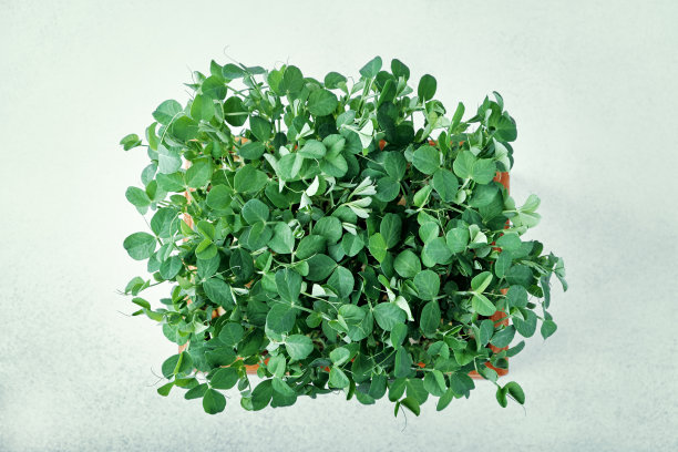 Microgreen豌豆。前视图。家庭园艺和室内绿化的概念图片下载