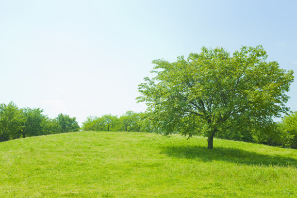 公园的树图片下载