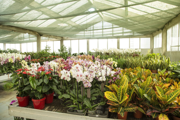 绿色的房子图片下载