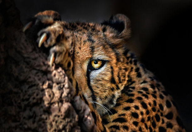 猎豹的特写图片下载