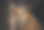 猎豹的特写图片下载