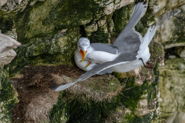 栖息在本顿悬崖上的基蒂威克图片下载