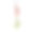 金鱼草或龙花图片下载