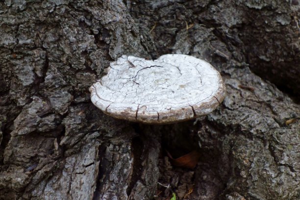 所谓猴凳!你明白吗?图片下载