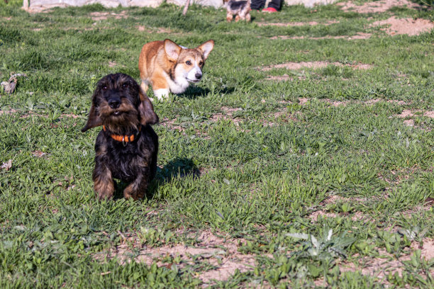 犬种繁育和训练图片下载