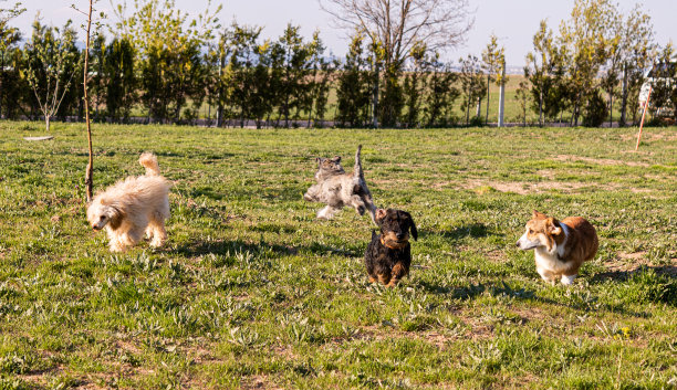 犬种繁育和训练图片下载