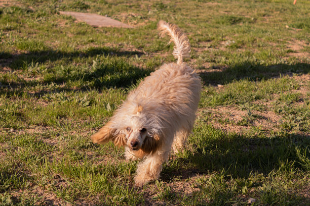 犬种繁育和训练图片下载