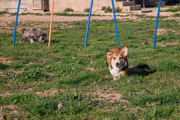 犬种繁育和训练图片下载