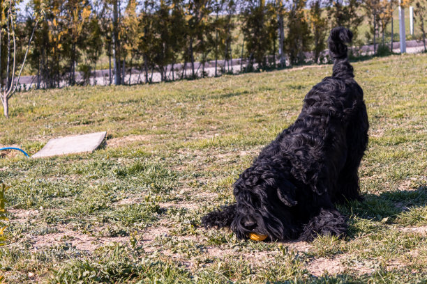 犬种繁育和训练图片下载
