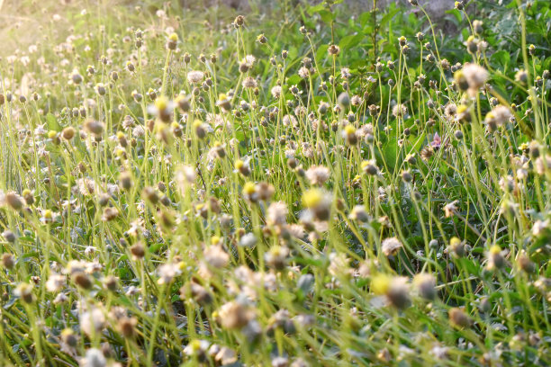 选择焦点草花在早晨的太阳耀斑，美丽的小野花在田间图片下载