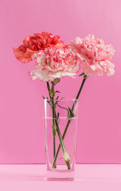 美丽盛开的康乃馨图片下载