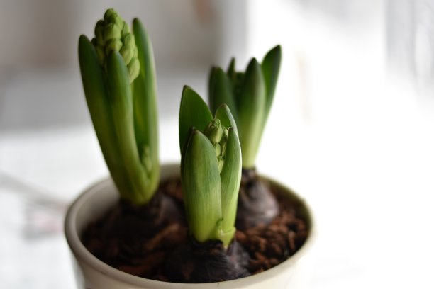 Spring Hyacinth/ Spring Hyacinth Bud growing/ Young narcissus growing。灯泡在罐图片下载