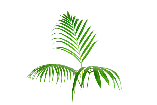 绿叶做背景和墙纸图片下载