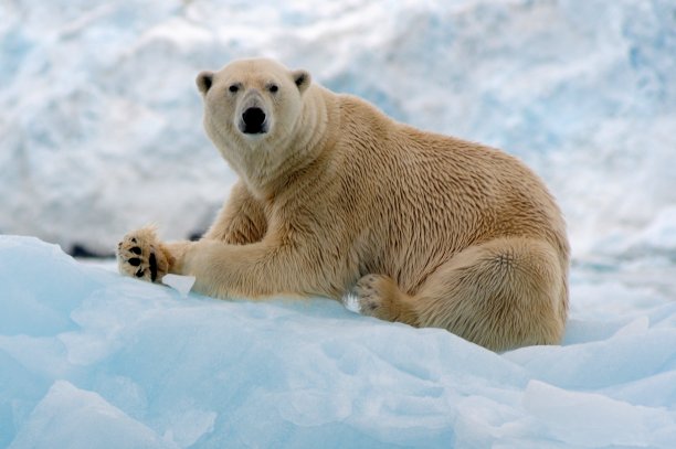 一只正在安静地梳理毛发的雌北极熊抬起头来。Lilliehookfjorden,斯瓦尔巴特群岛图片下载