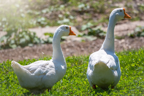在阳光明媚的日子里，两只白色的大雁在绿色的草地上和平地走在一起。家鹅，灰鹅或白鹅。图片下载