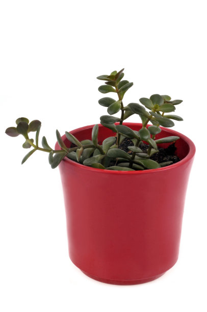 白色背景下盆栽植物的特写镜头图片下载