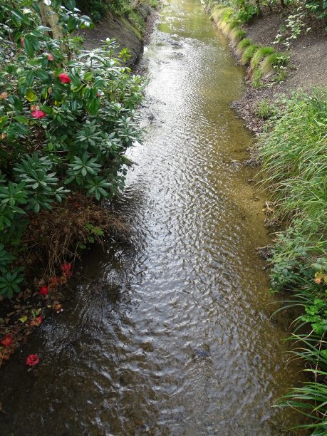 林地花园，灌木公园，里士满Upon泰晤士河，英国图片下载