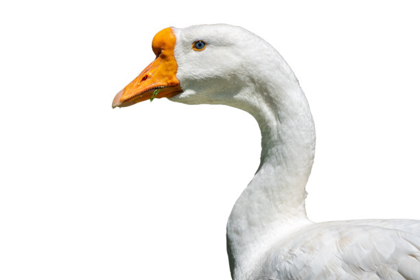 家养灰鹅，灰鹅或白鹅肖像，孤立在白色的背景图片下载