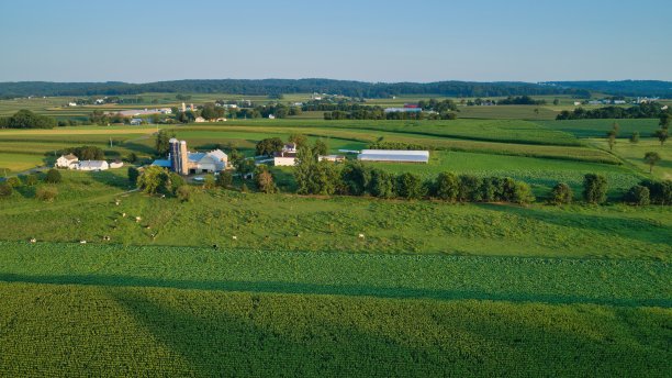 农田和玉米作物的鸟瞰图图片下载