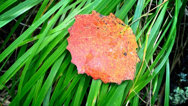 草地上的红叶特写图片下载