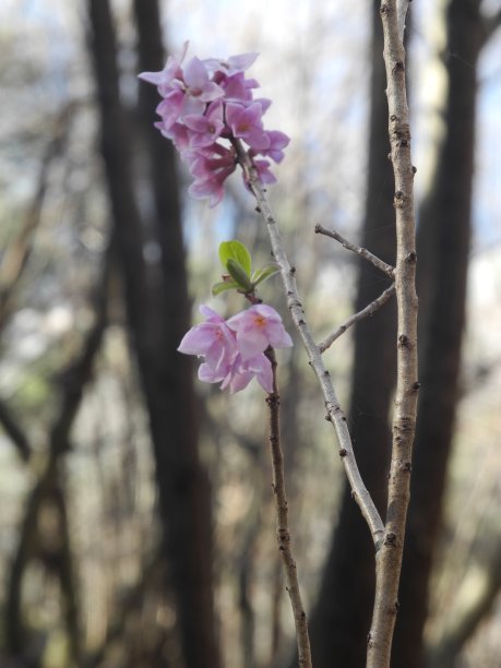 淡紫色花朵特写镜头图片下载
