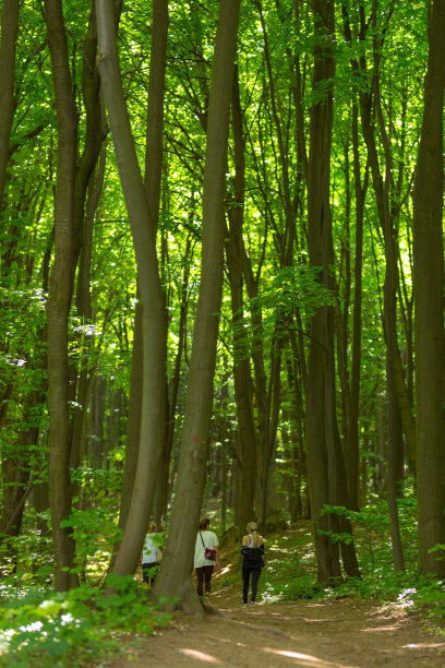 一群孩子在树林里玩耍的照片图片下载