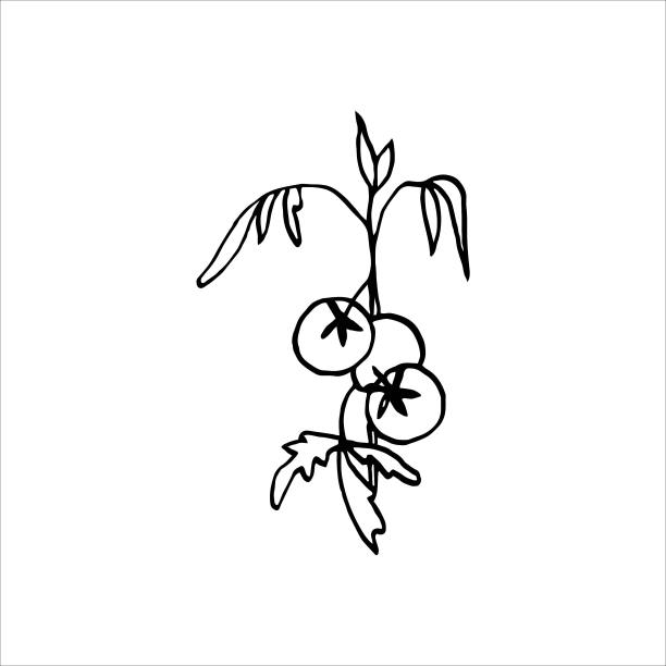 孤立在白色背景图片西红柿上的一个分支，手绘，涂鸦，矢量图片下载