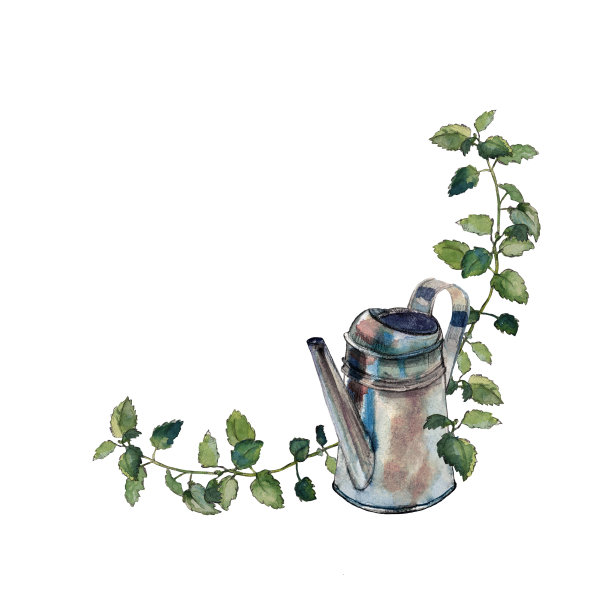 右角框架设计的金属喷壶和柠檬香绿色的枝叶，孤立在白色。水彩插图。图片下载