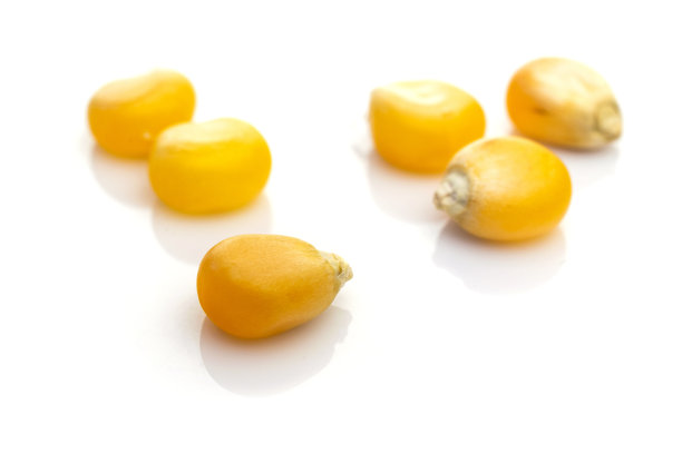 生玉米种子或玉米粒分离在白色。黄甜谷物爆米花-农业背景。详细的宏观照片。图片下载