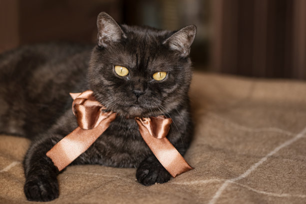 黑虎斑苏格兰直毛猫躺在床上，黄眼睛，脖子上系着棕色的缎带图片下载