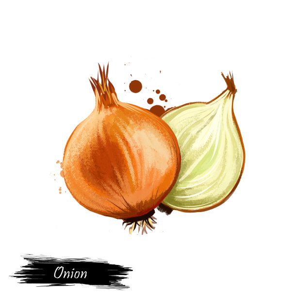 数字艺术普通洋葱或鳞茎洋葱孤立在白色背景。有机健康食品。白色的蔬菜。手绘植物特写与油漆飞溅。剪贴画插图。平面设计元素图片下载