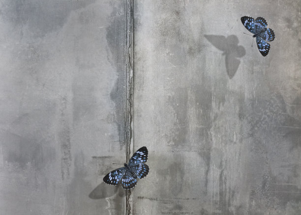 美丽的蓝色蝴蝶在混凝土墙的背景。文本的空闲空间。图片下载
