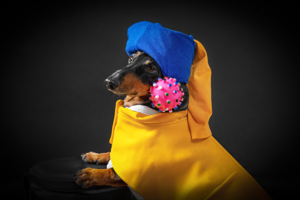 身穿黄色连衣裙、头戴头巾的腊肠犬，黑色背景上有一个病毒形状的玩具。2019冠状病毒病隔离期间的艺术挑战。扮演一幅画《戴珍珠耳环的女孩》图片下载