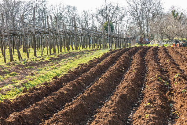 犁过的土地上种植了年轻的马铃薯，然后用泥土埋在葡萄园旁边-库存照片图片下载
